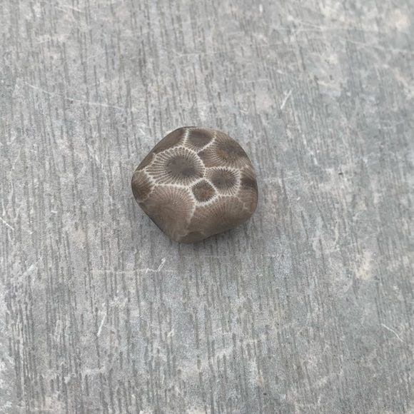 Petoskey stone - Picture 3 of 5